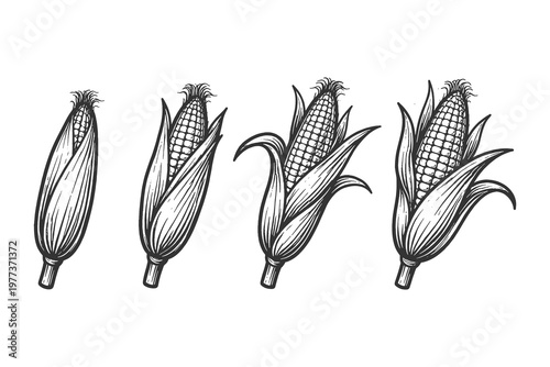 Vintage line art corn cob vector illustration set with isolated maize ear stages in detailed engraved style