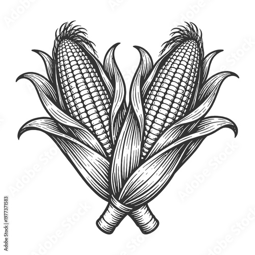 Detailed black and white vector illustration of two crossed corn cobs in vintage engraving line art style