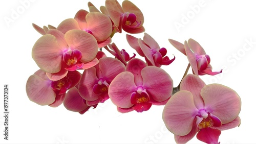 Tableau sur toile Dendrobium Bigibbum or orchid larat, dendrobium larat isolated on white backgrou