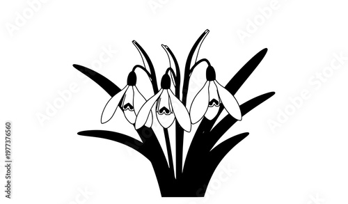 A minimalist black and white illustration of snowdrops in a vector graphic design