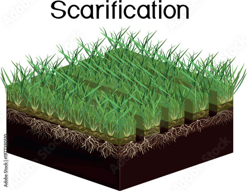 Lawn scarification process diagram showing soil cross section and grass roots