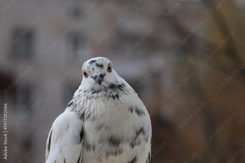 Obraz premium A Curious Pigeon Portrait. White Pigeon. Cold City Atmosphere 