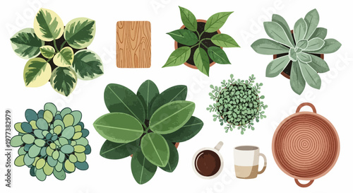 Succulent plants, leafy greens, potted plants, gardening icons, vector illustrations