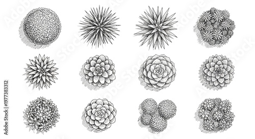 Succulent plants, cactus illustrations, black and white, vector graphics, 12 icons