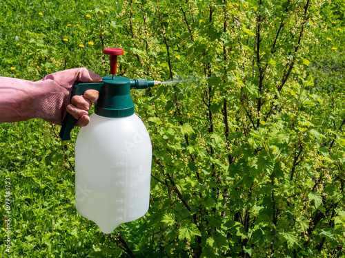 Gardener spraying pesticide or organic plant protection solution on berry bushes in spring. Close-up of hand holding a pressure sprayer while treating green currant shrubs