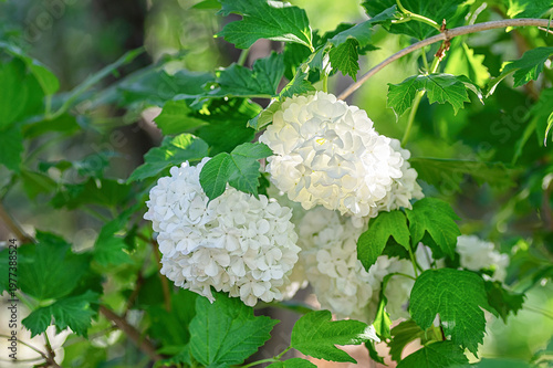 Fotografie White Viburnum opulus Roseum (snowball bush) flowers blooming among lush green l
