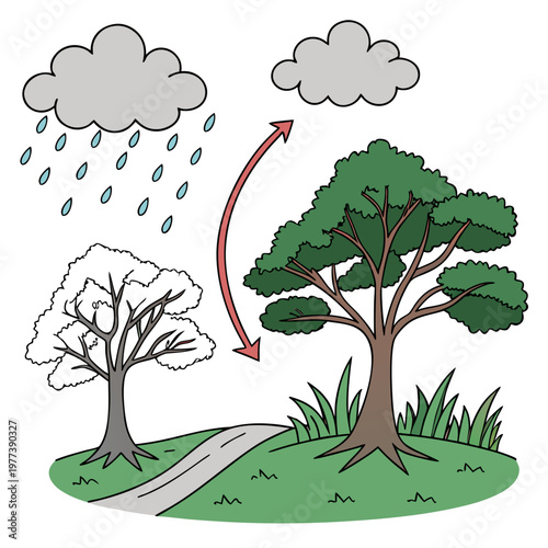This illustration depicts the water cycle with rain falling a lush green tree and a bare tree showing the impact of precipitation