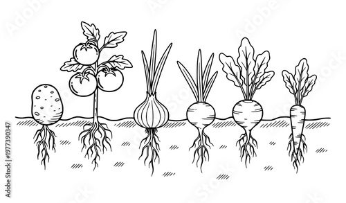 A vector graphic illustration of various vegetables growing underground