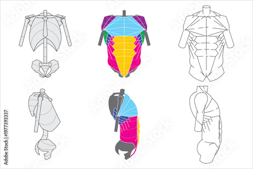 The simplified human body torso anterior