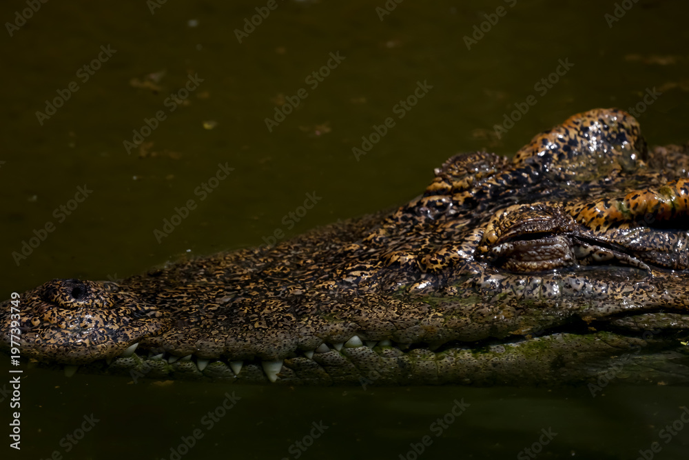 Obraz premium The crocodile is show head in the river