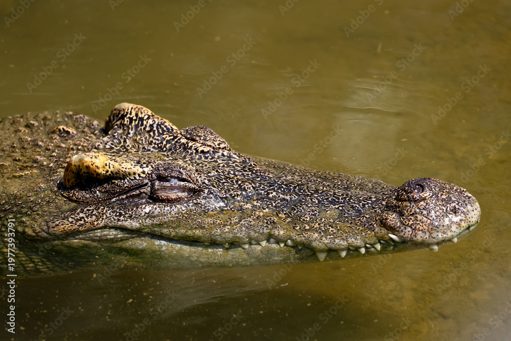 Fototapeta premium The crocodile is show head in the river