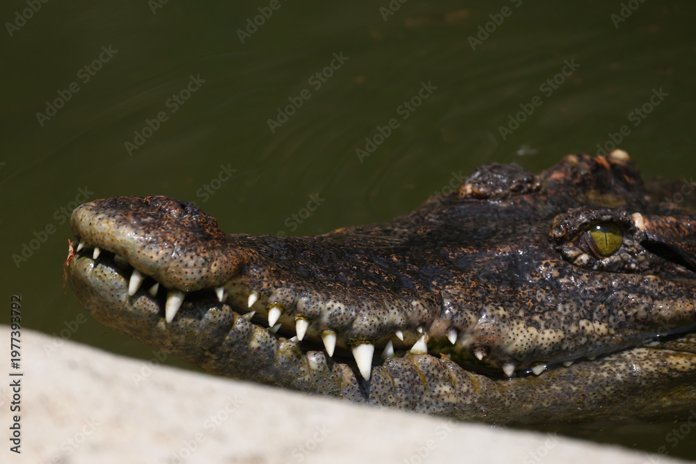 Obraz premium The crocodile is show head in the river