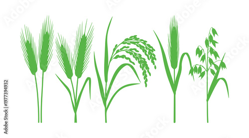Natural wheat, rice, and oat plants represented as realistic vector illustrations.