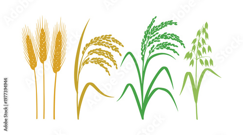 Grain plants including wheat, rice, and oats illustrated in a realistic vector style.