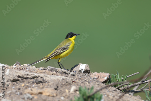 Tableau sur toile Adult male Black-headed Wagtail (Motacilla flava feldegg) perched against a soft blurred background