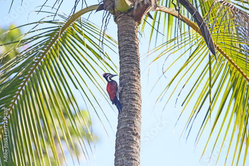 Adult Brown-capped Pygmy Woodpecker (Yungipicus nanus) perched on a tree trunk in Sri Lanka.