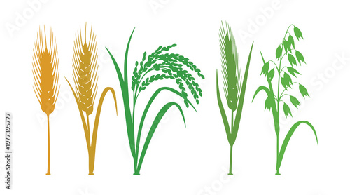 Agricultural green color of wheat, rice, and oats isolated on a white background.