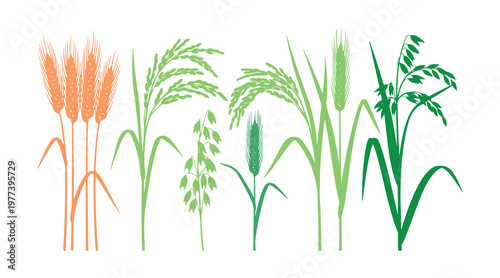 Vector illustration set of wheat, rice, and oat plants with realistic silhouette details.