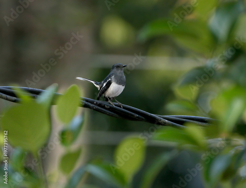 An Oriental Magpie-Robin (Copsychus saularis) perched on twisted electrical wires against a blurred background.