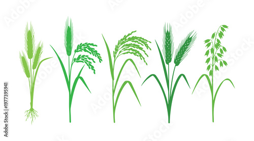 Collection of realistic cereal plant vectors showing wheat, rice, and oats in silhouette form.
