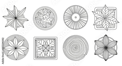 Top-Down Botanical Illustrations A Collection of Star-Shaped Flowers, Leafy Plants, and Tree Rings