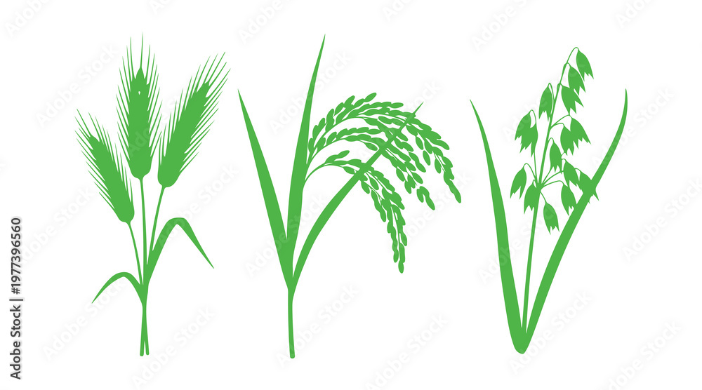 Obraz premium Realistic vector silhouettes of wheat, rice, and oat plants isolated on a clean white background.