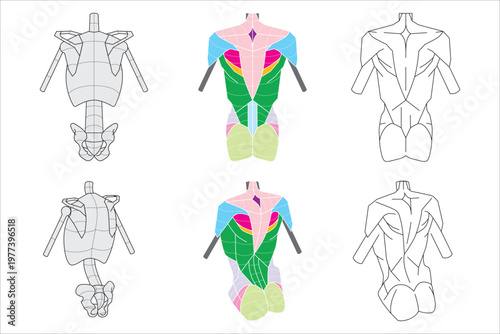 The simplified human body torso posterior