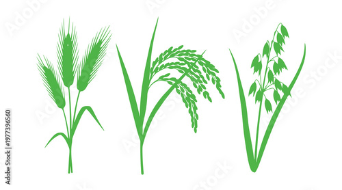 Realistic vector silhouettes of wheat, rice, and oat plants isolated on a clean white background.