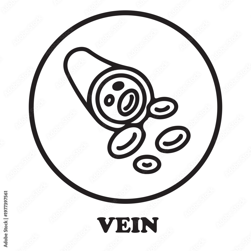 Obraz premium Vein illustration