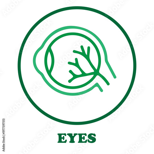 Eye Anatomy Icon