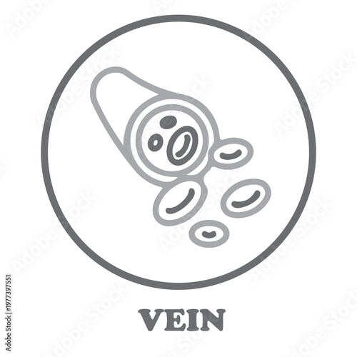 Circulatory System Vein Icon