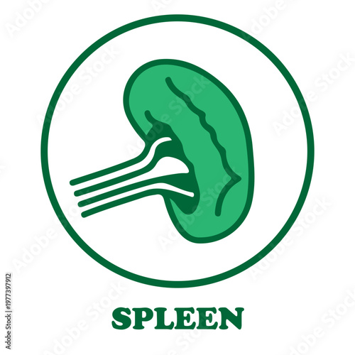 Human Spleen Icon