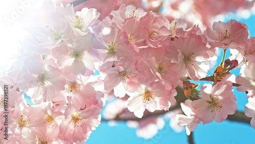 Full bloom pink color cherr...