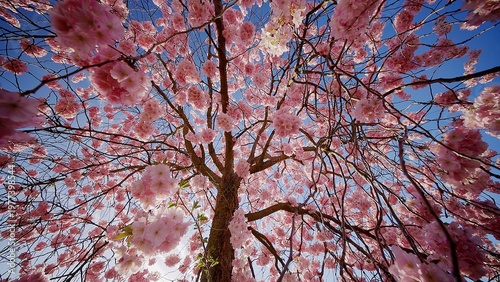 Full bloom pink color cherr...