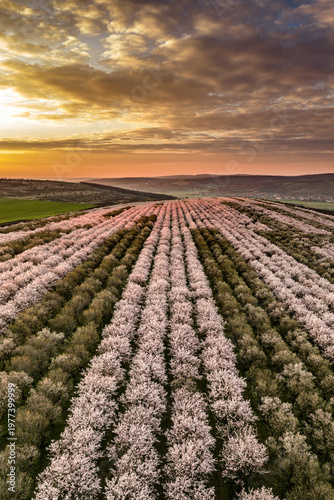 Vertical Aerial View of Blooming Almond Orchard Rows at Sunset with Dramatic Sky