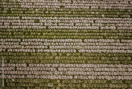 Top Down View of Blooming Almond Orchard Rows Creating Natural Abstract Pattern