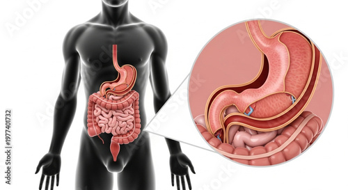 Human digestive system focusing on the small intestine anatomy