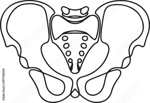 Human pelvic bone in continuous one line drawing. Anatomical structure One line draw graphic design vector