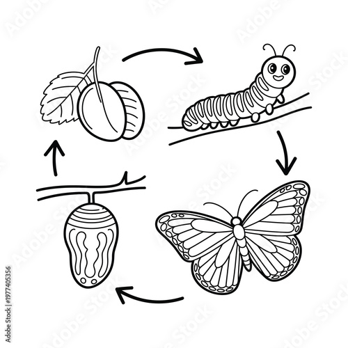 Butterfly Life Cycle Stages Outline Illustration.