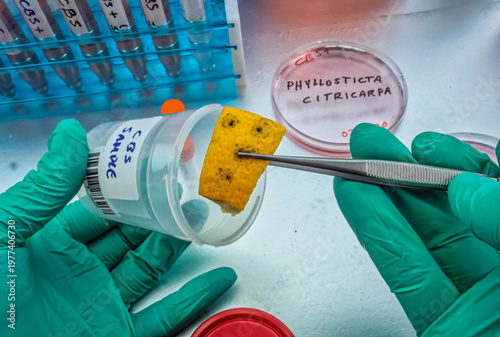 Scientific study of a tiny fungus in oranges called Phyllosticta citricarpa or black spot, it is a pest especially present in South Africa, petri dish