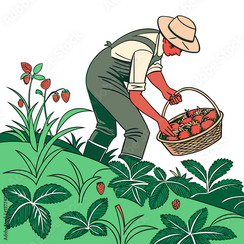 Man in overalls and hat picking strawberries from green plants into a basket
