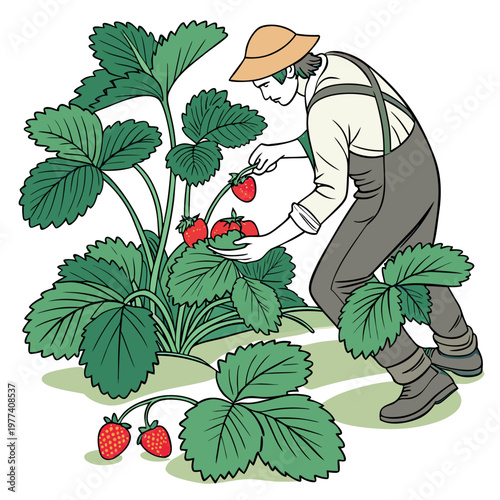 Man in overalls and hat picking strawberries from a lush green plant with large leaves and ripe red fruit