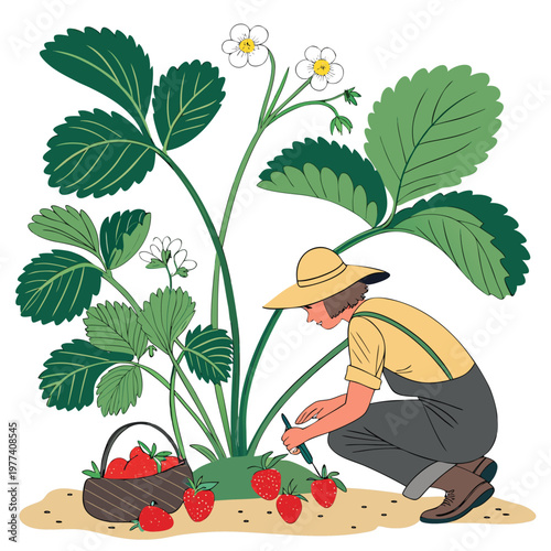 A cartoon illustration of a man in a hat and overalls picking strawberries from a plant with a basket next to him