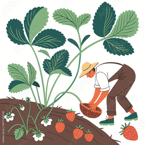 An illustration of a man planting seeds in a strawberry plant on a soil hill with green leaves and ripe red fruits