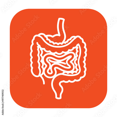 Human digestive system anatomy stomach intestines