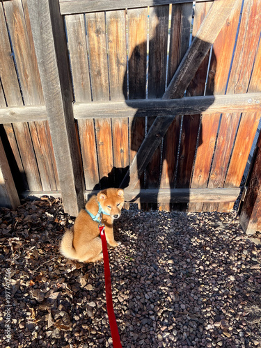 Cuadro en lienzo A Shiba Inu puppy sits outdoors on a leash beside a wooden fence, with the owner's shadow visible in the scene, capturing a candid pet owner lifestyle moment