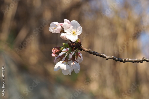 植物　自然　風景　花　夕方　公園
