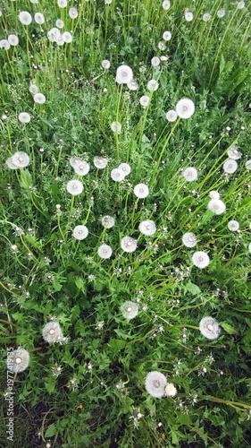 White dandelion flowers sway in the wind against a backdrop of green grass. 