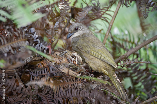 A Yellow-vented Bulbul perched carefully on its nest, guarding and watching over its young chicks hidden beneath. Surrounded by natural foliage and dry fern leaves, the bird shows protective behavior 