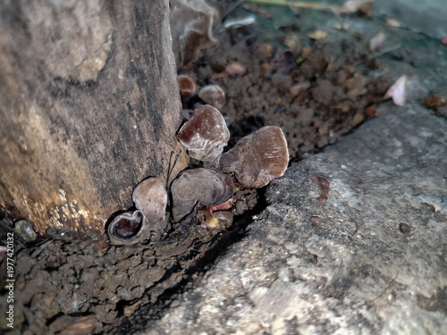 Close-up of wild wood ear mushrooms (Auricularia auricula-judae) growing on a decaying tree trunk in the forest. Brown fungus naturally growing on rotting wood.